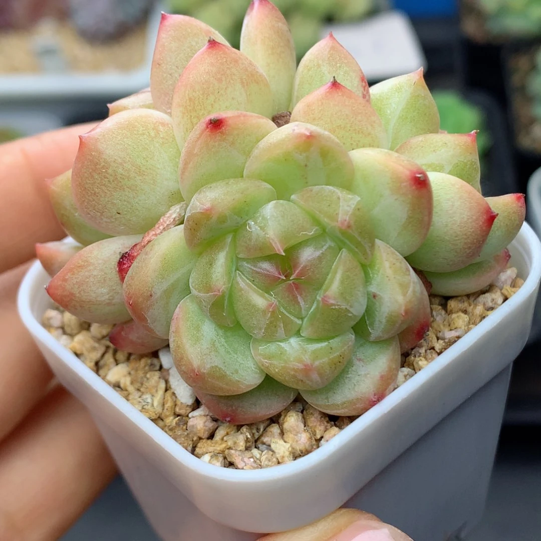 58包邮  群生不包整14