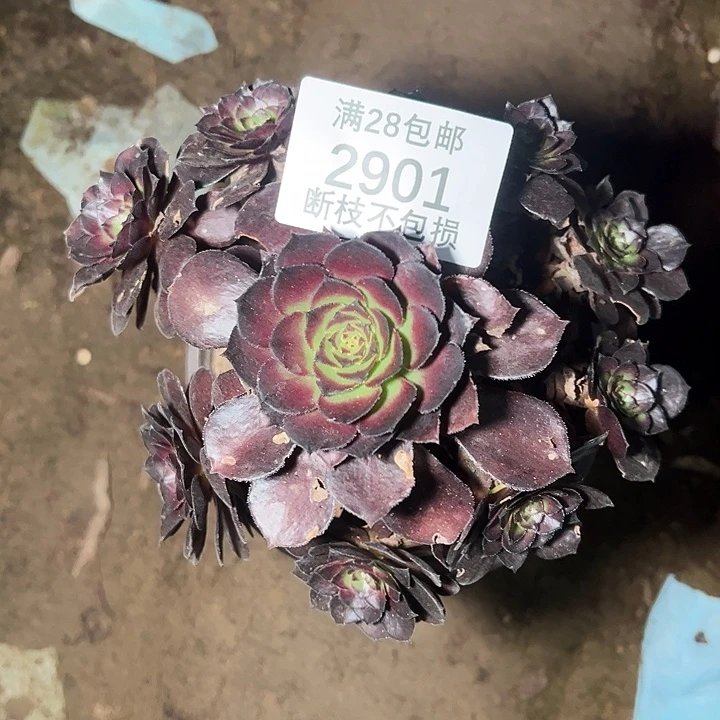 2901黑美人多肉植物