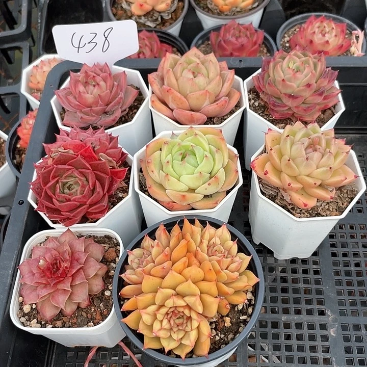 薇薇安园艺多肉438