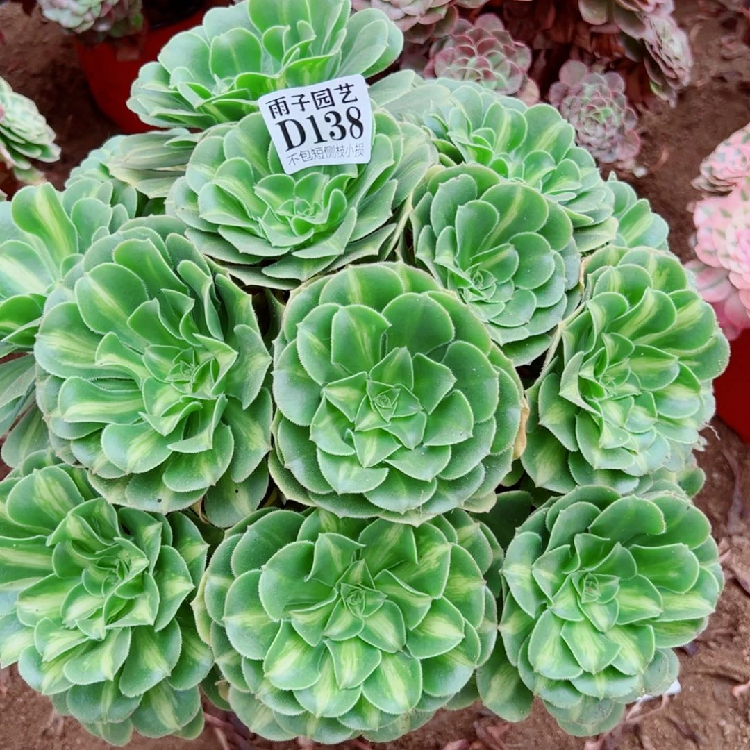 138翡翠琉璃尺寸40左右