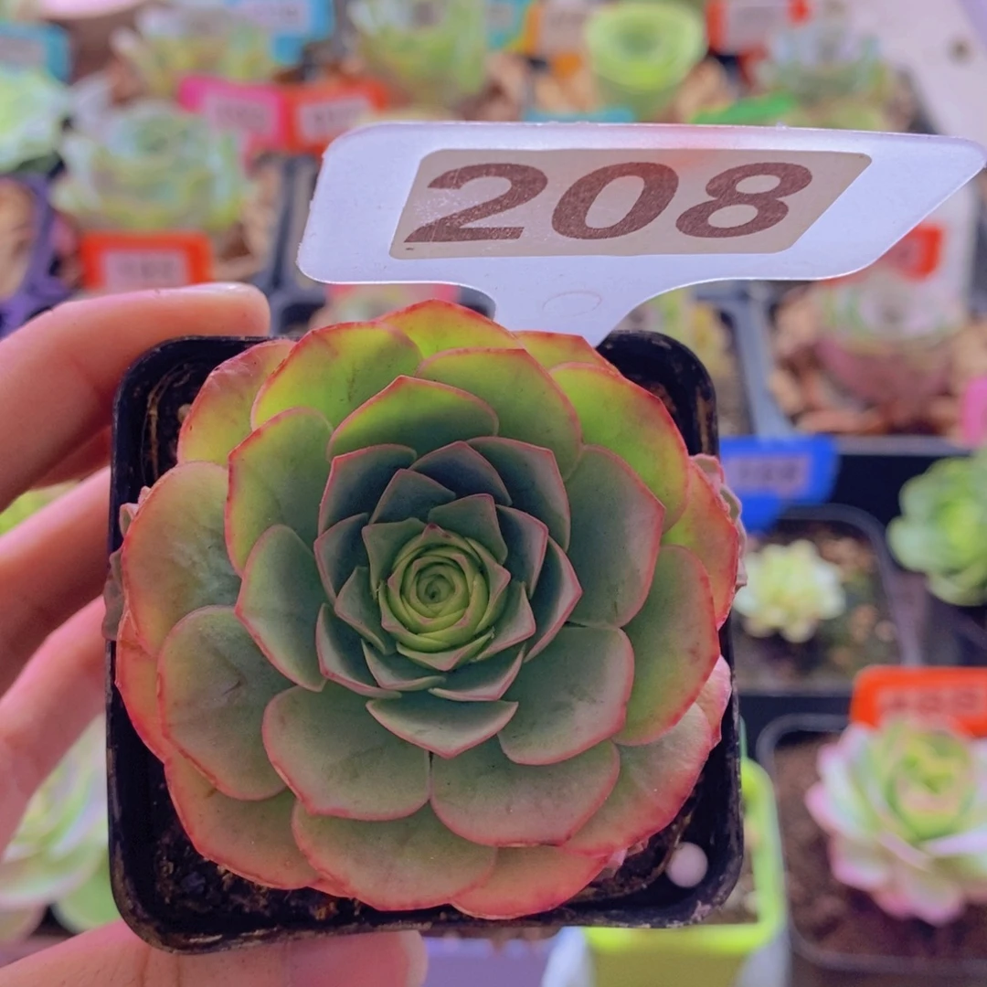 山地玫瑰一物一拍追光者208