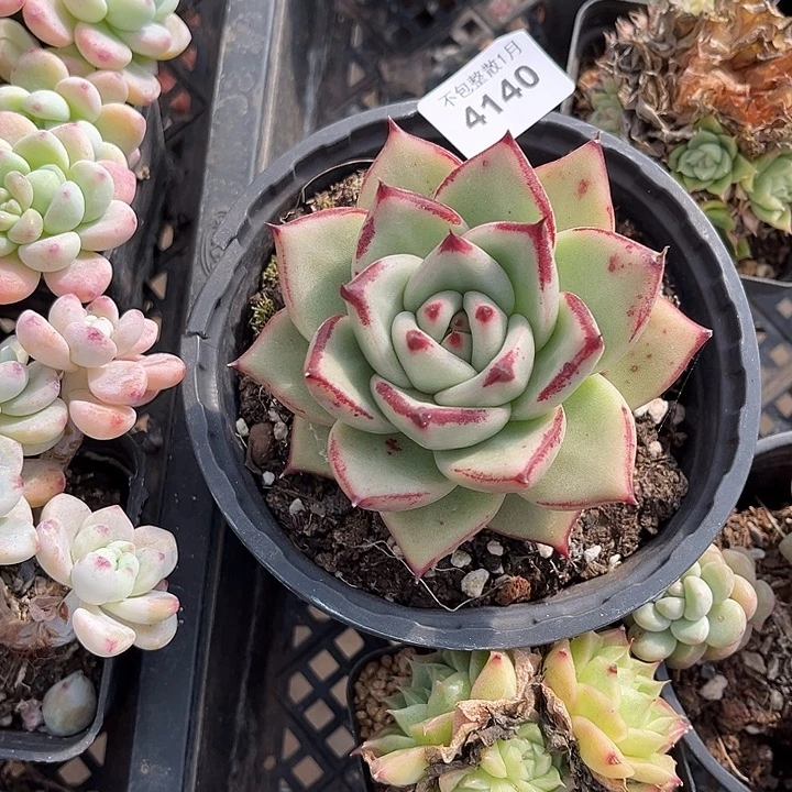 阿雅园艺。       4140乌木