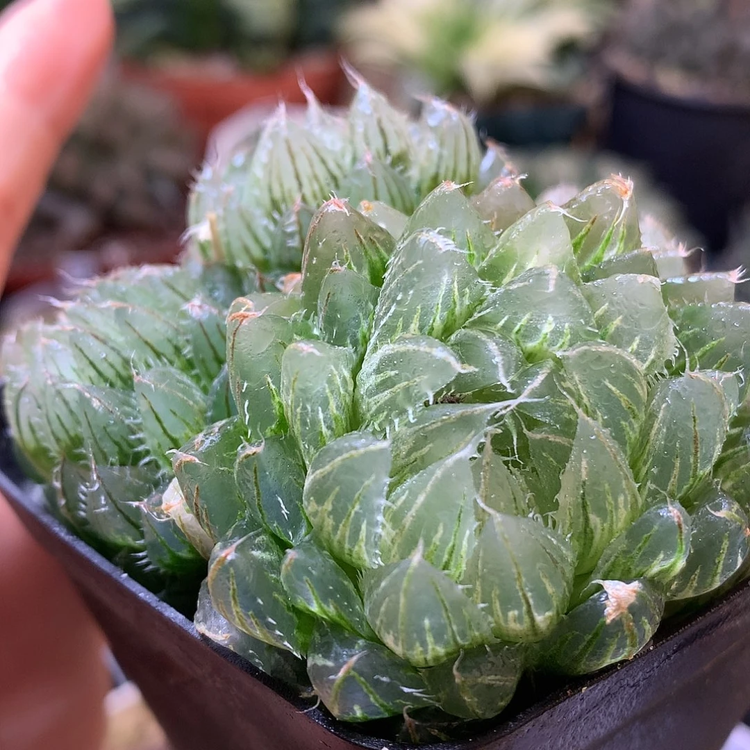 翠云玉露锦带盆土llow