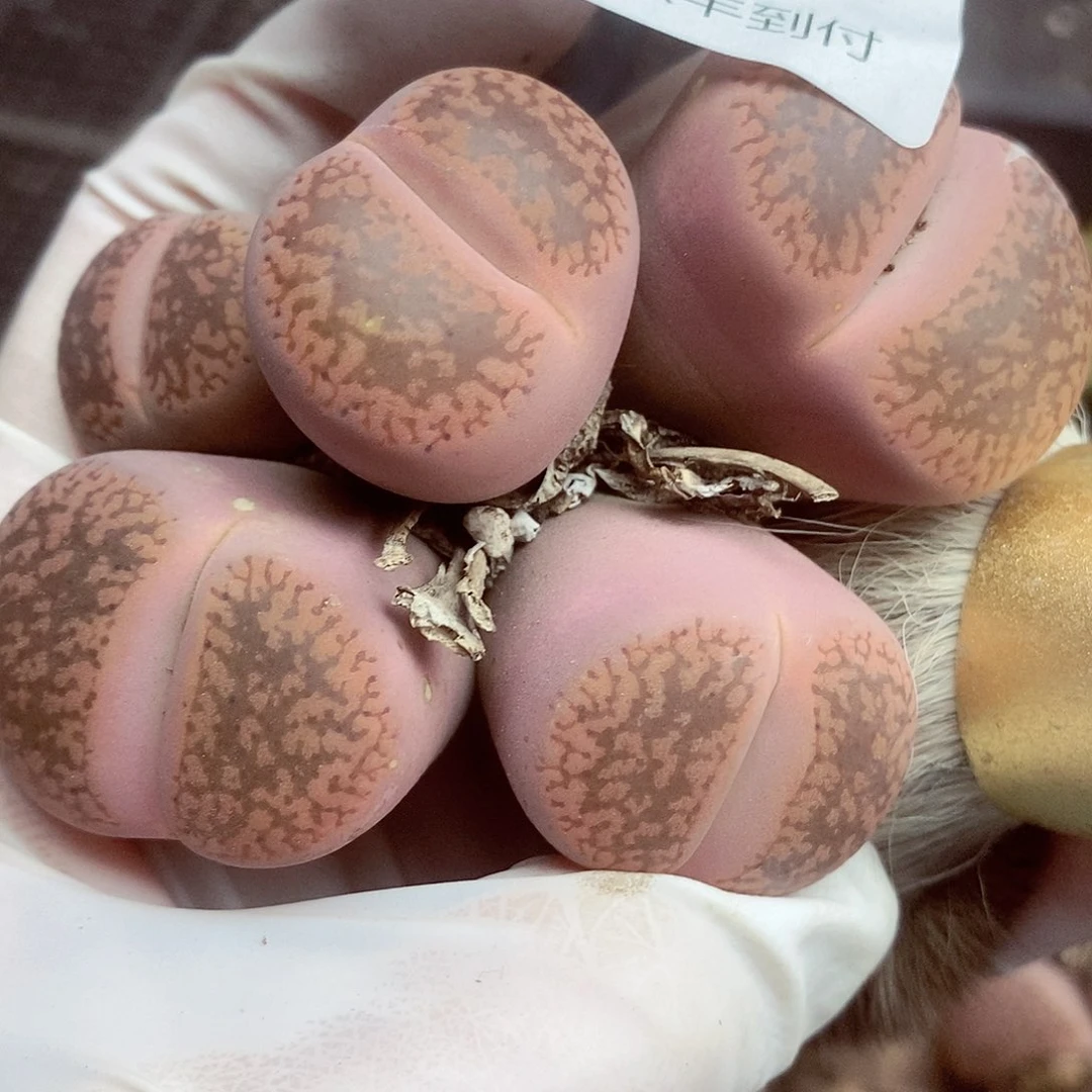 我还想和他们出去逛逛逛逛395