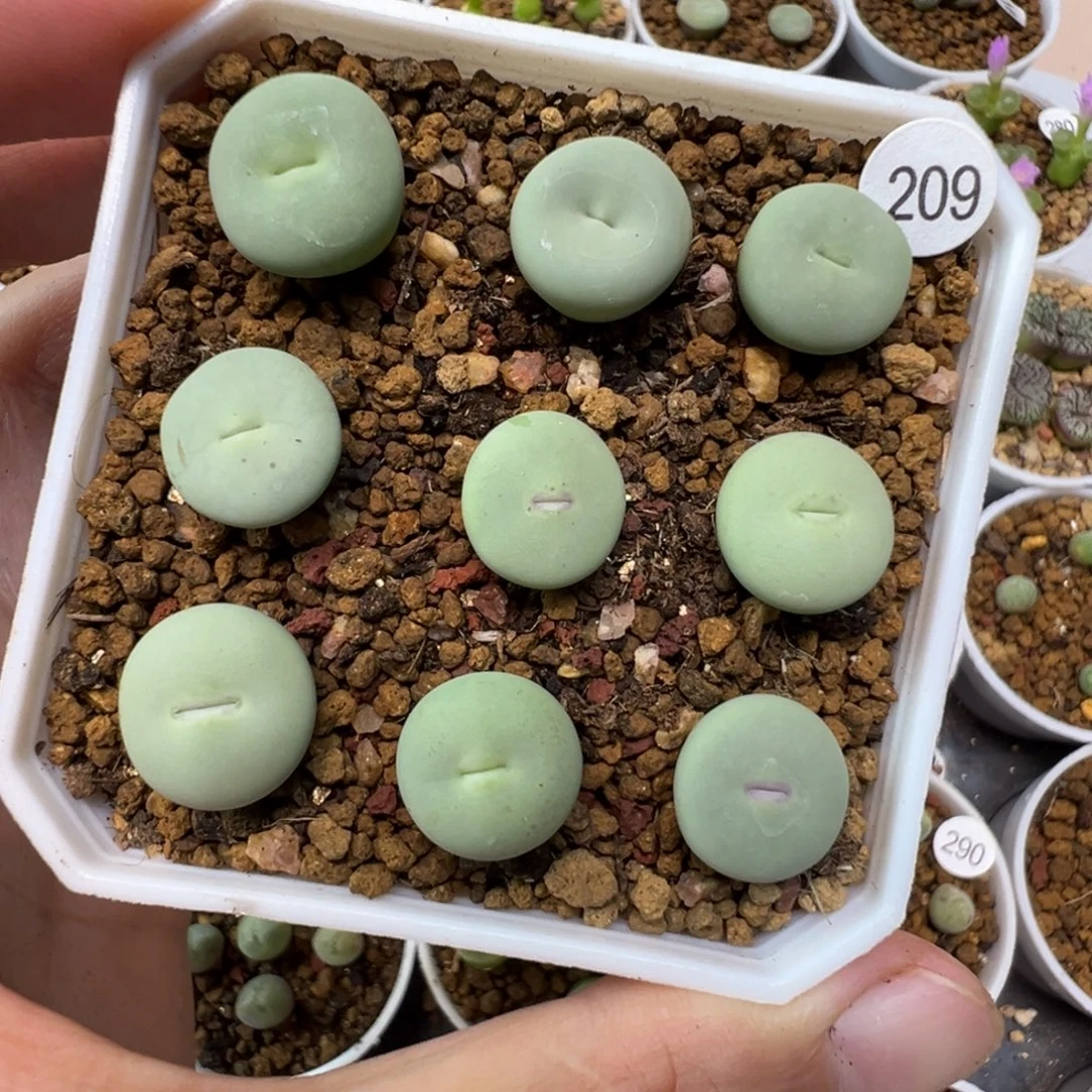 大型红嘴9颗脱土2090000