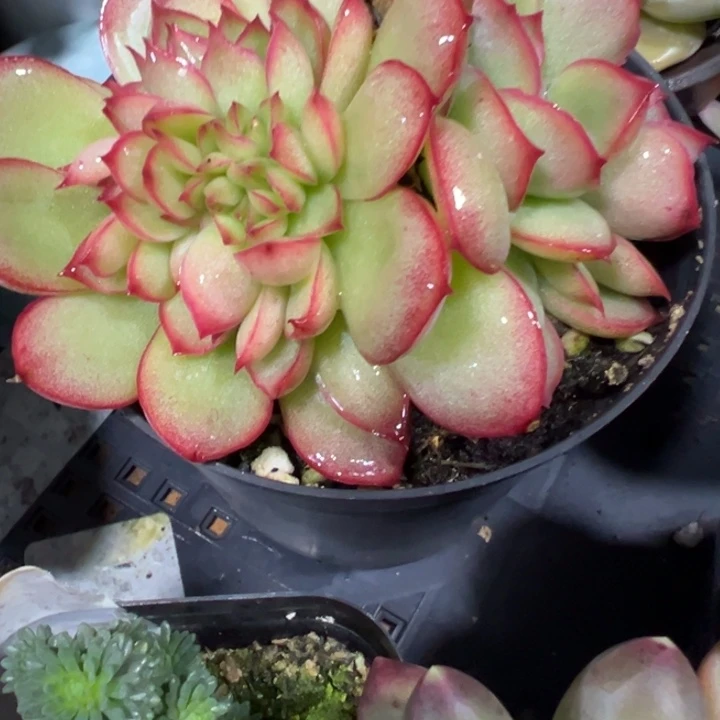 棣***多肉植物多肉植物