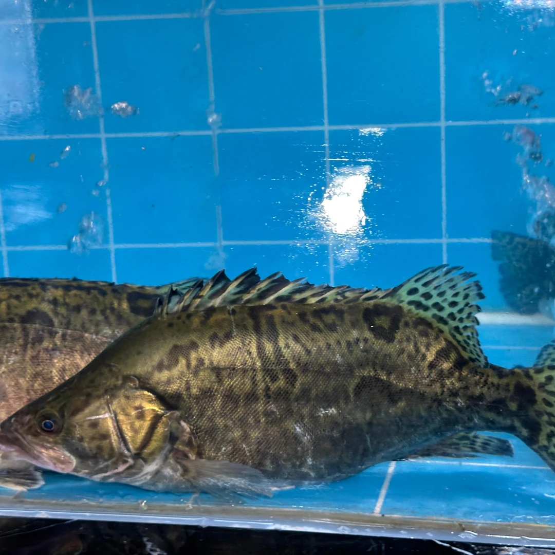 鲜活桂鱼【老笨海鲜】备注可免费收拾！