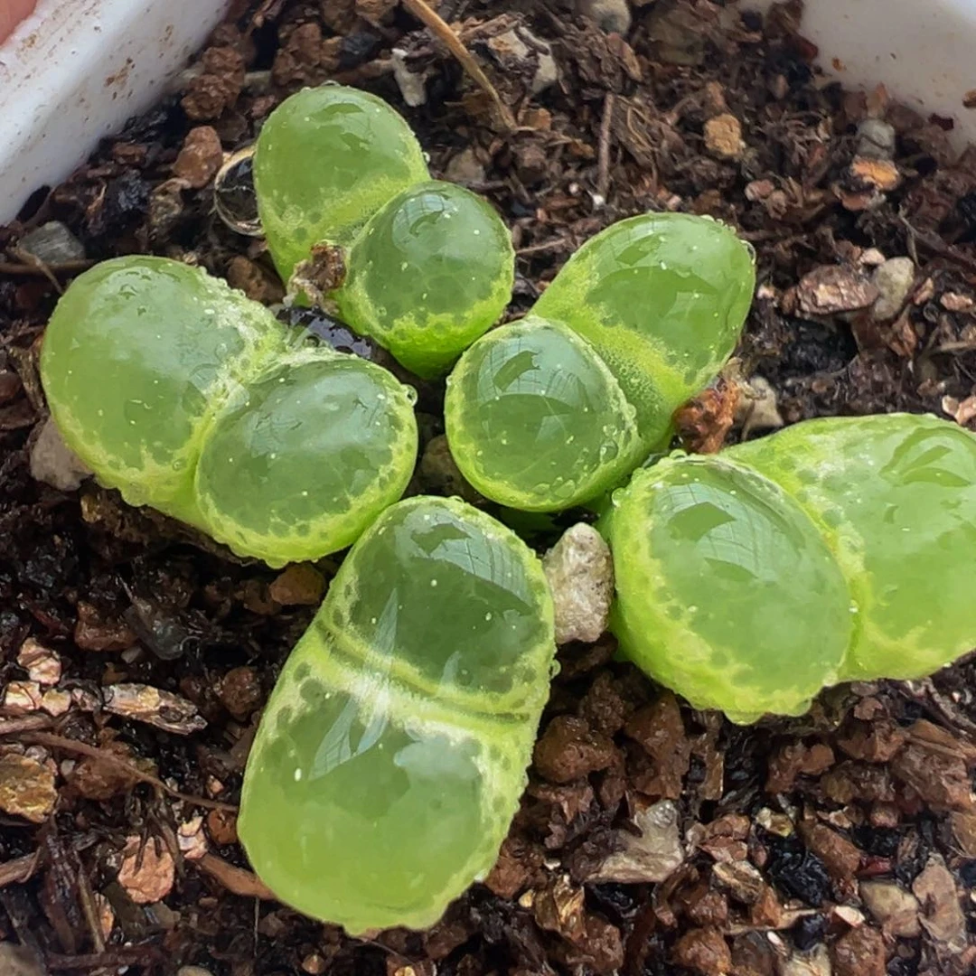 极窗绿体多肉植物带盆