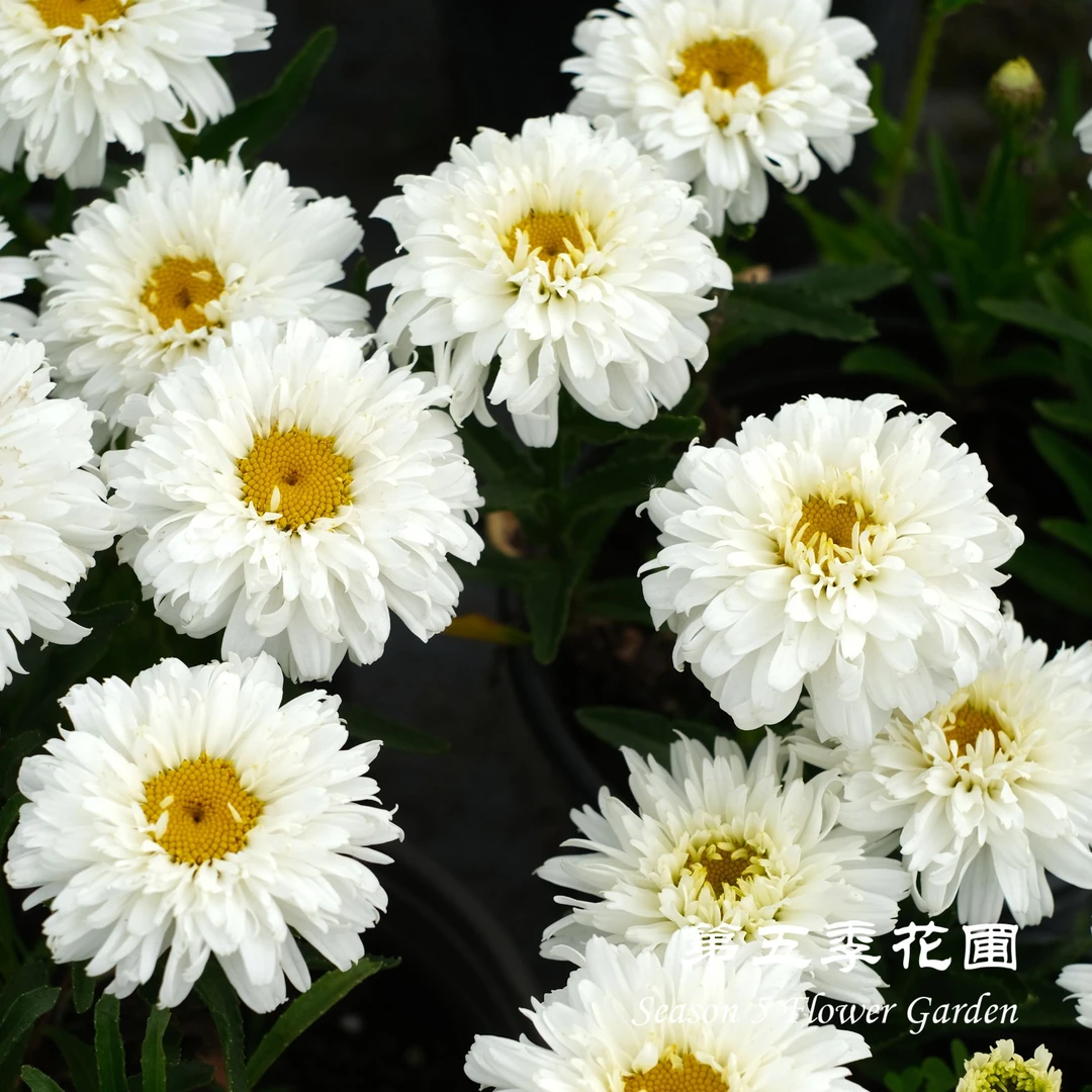 第五季花圃 重瓣矮生大滨菊’马卡龙‘ 多年生耐寒耐热夏秋开花植物