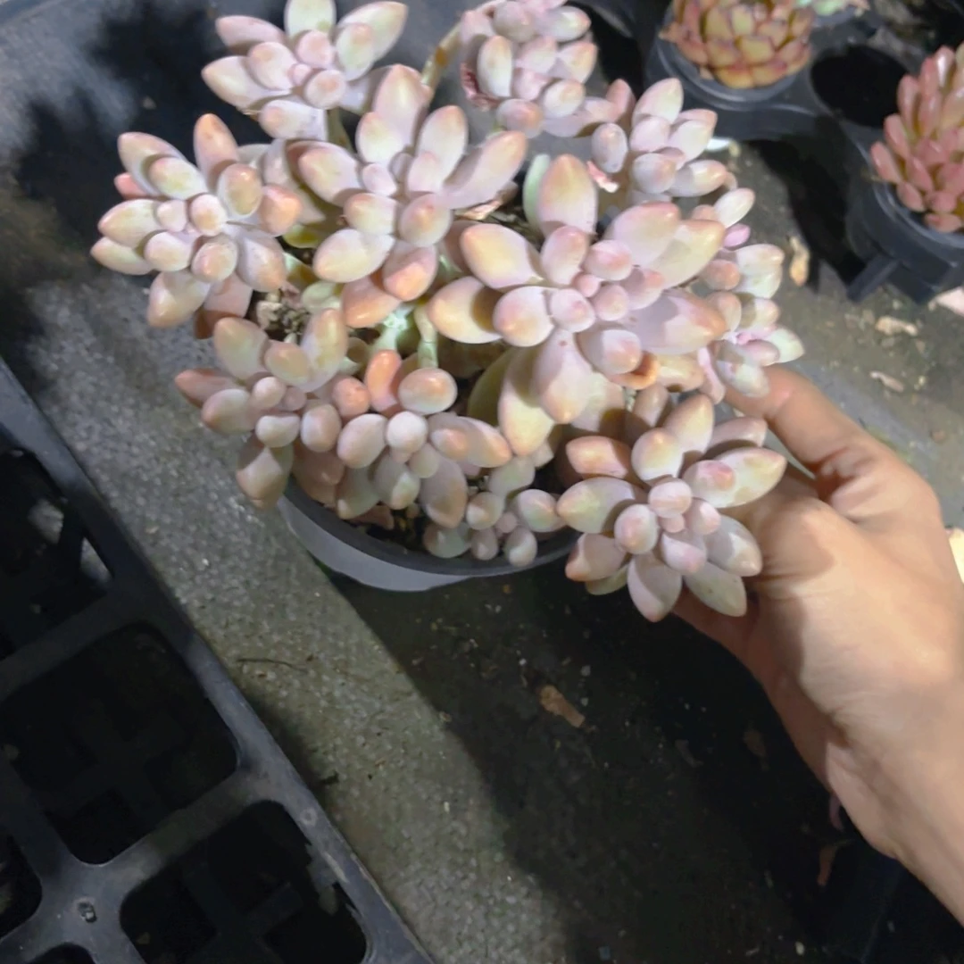 粉色恋人新疆包邮15cm整桩