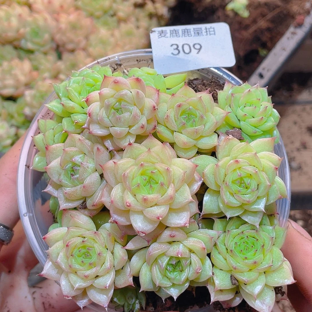 309珍妮麦秆。    量拍