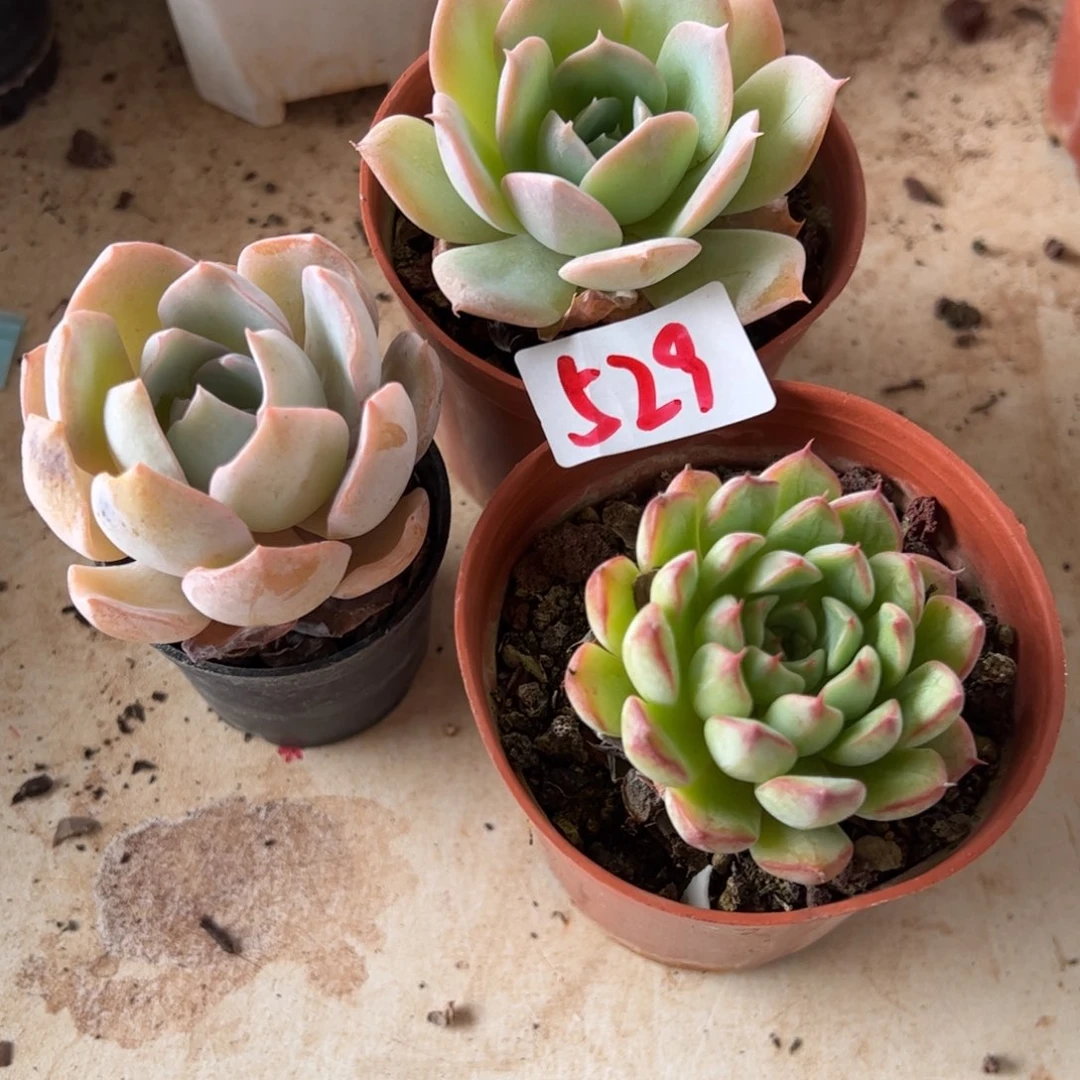 【闪购商品】529。1111111111