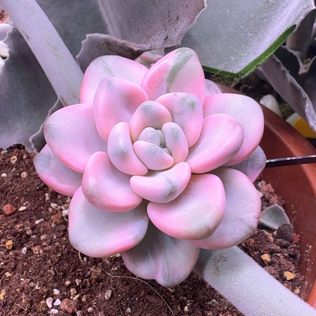 J***E顺丰 快递 多肉植物