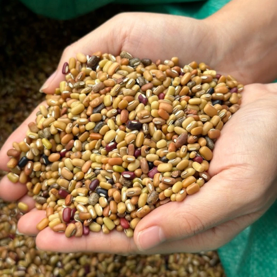 广西大山农家花色赤小豆当季新鲜采摘高山种植