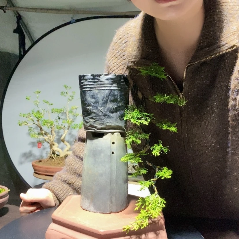 【闪购商品】无花朵盆景艺术