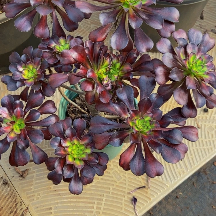 【闪购商品】不****叔1083晚霞多肉