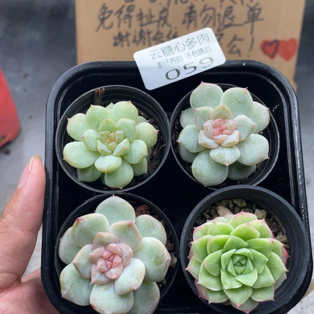 云糖心多肉植物59