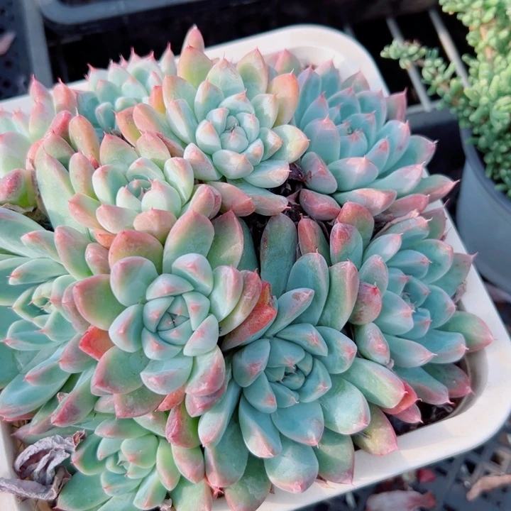 幸运的人会遇到你喜欢你