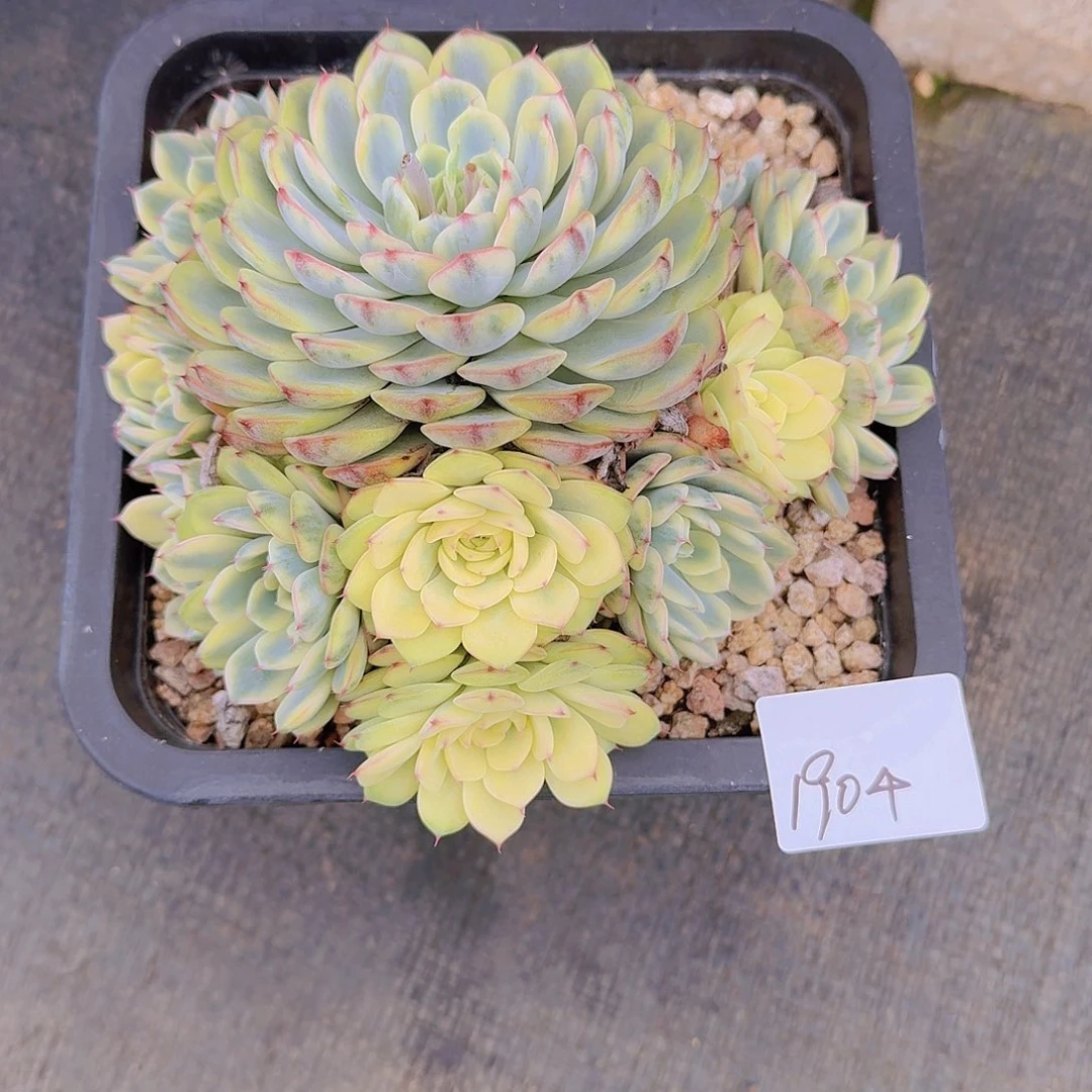 来***张1904姬莲锦多肉植物