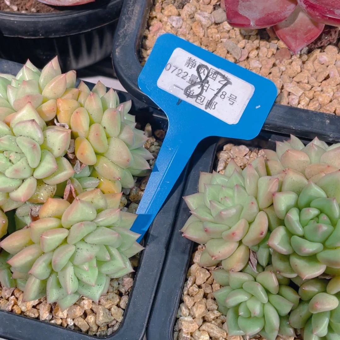 0725-87-黄金象牙群福利一颗量拍