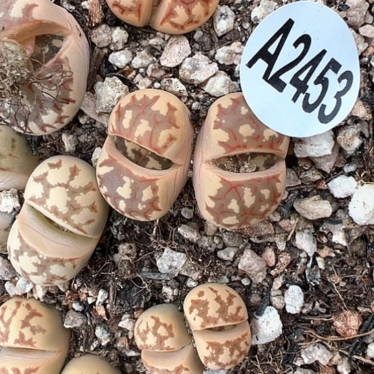 2453.丽虹双头福利