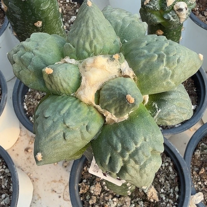 无花朵199白肌大怒涛东二