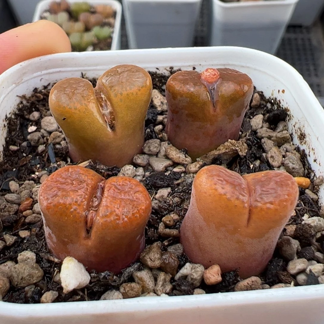 1.25好看的多肉600