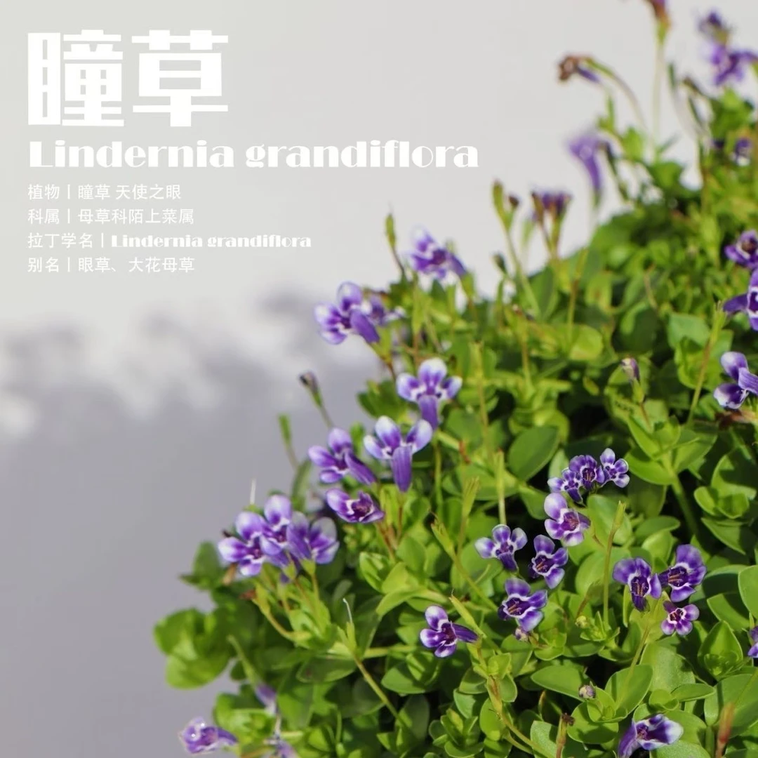 [瞳草天使之泪/11cm盆]地被盆栽适合庭院绿化室外四季开花耐热