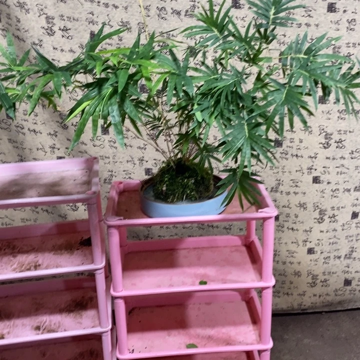 空*白退款拉黑一物一拍74