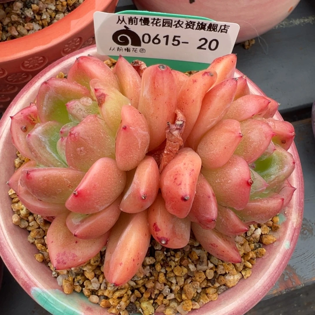 从前慢多肉精选编号0615.20
