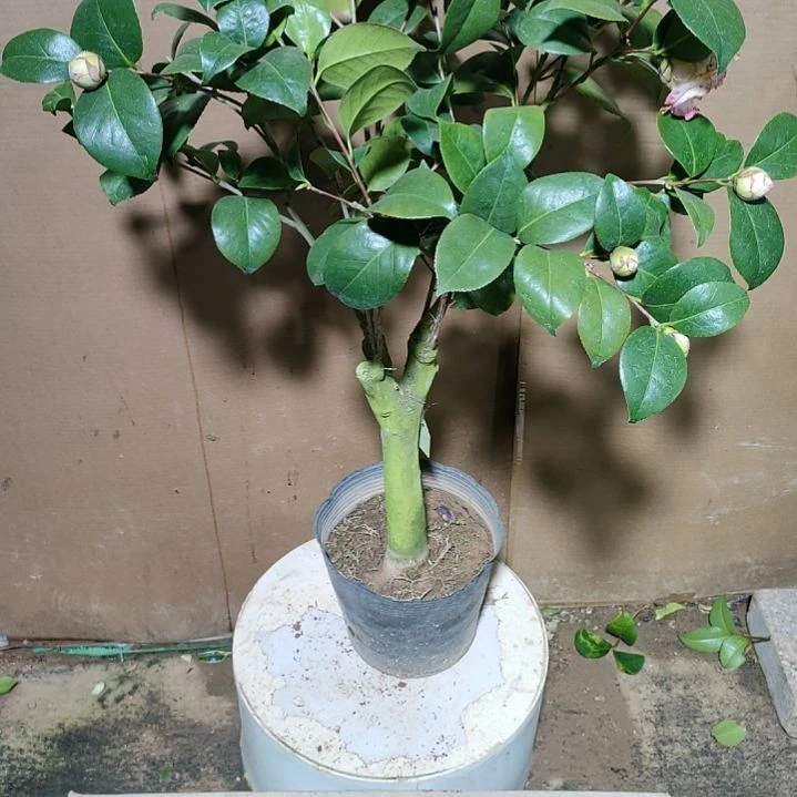 212宽彩带，原盆原土发货，不包邮