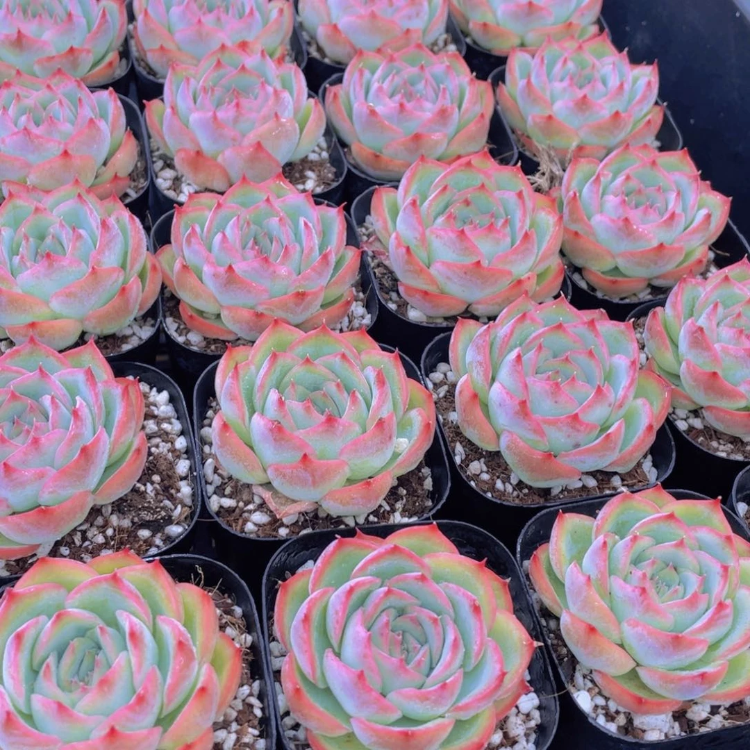 量拍37号 玫瑰花粉侧影单头一个