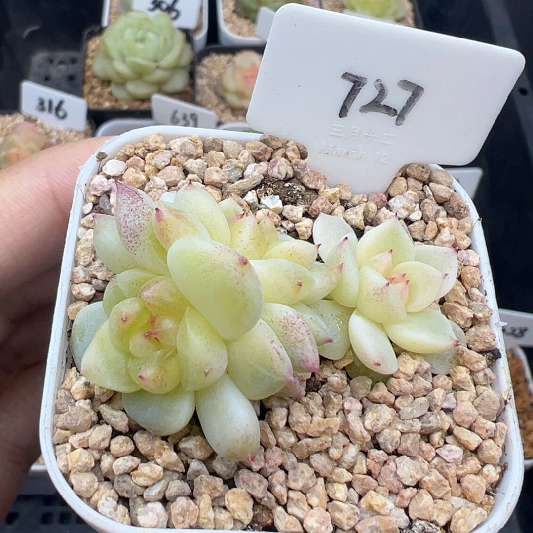 727号星楼 晗雨多肉