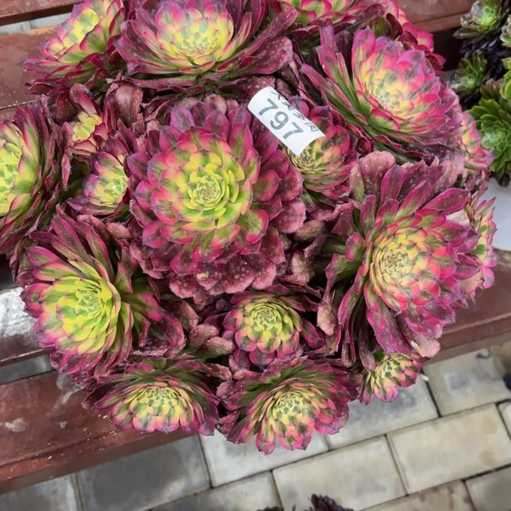 十*爱舞天姬丛林797肉肉