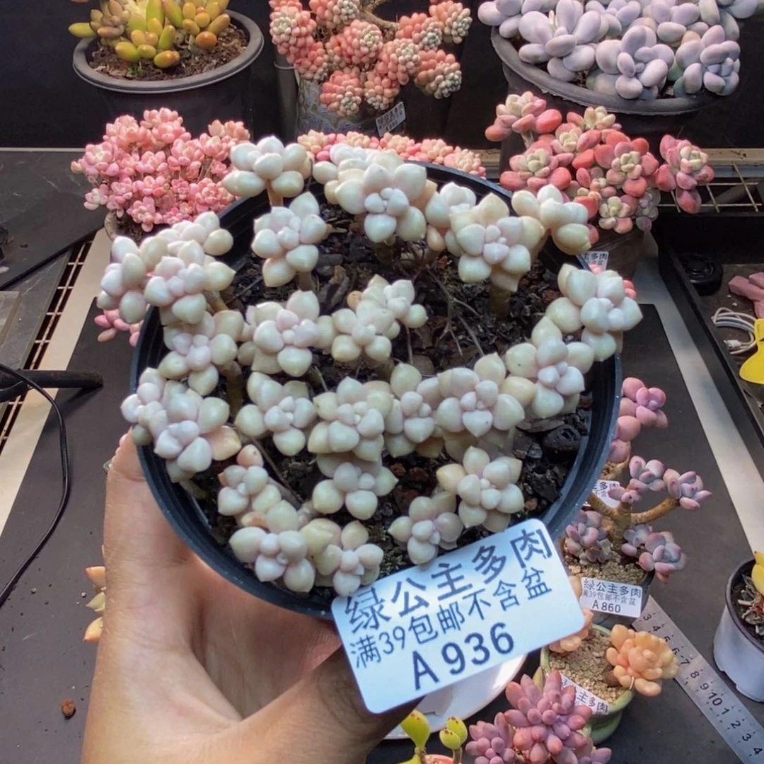 936艾伦多肉不包整