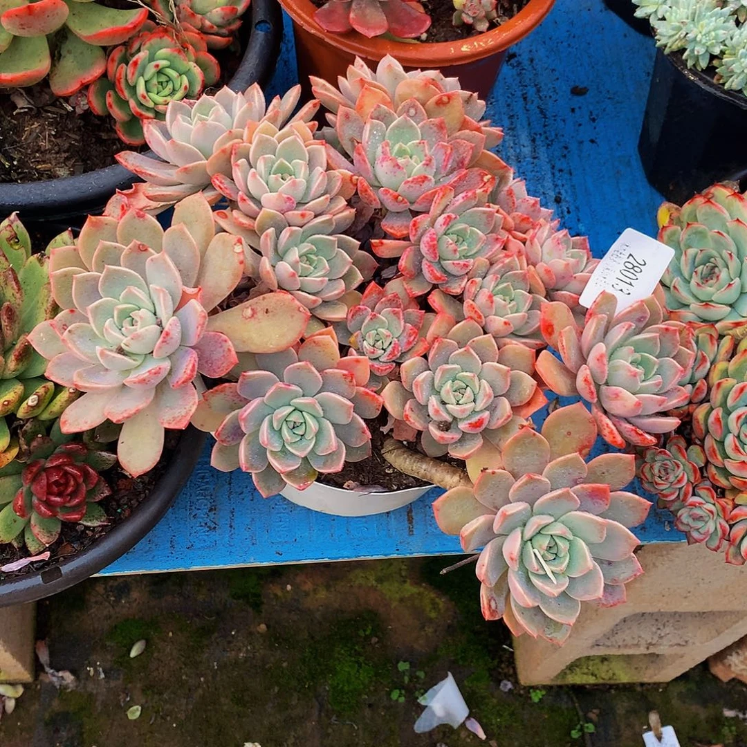 安****   红粉佳人多肉28013