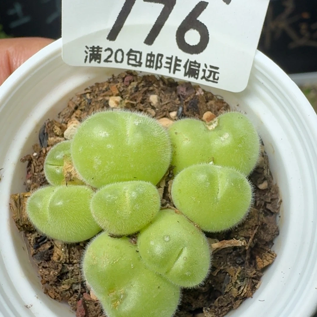 长毛带盆土。