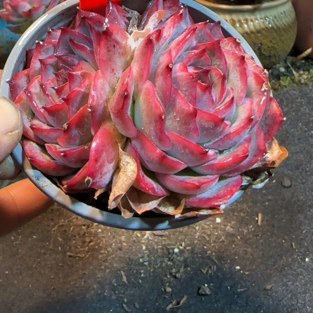 侧影185一物一拍包装收缩花旱