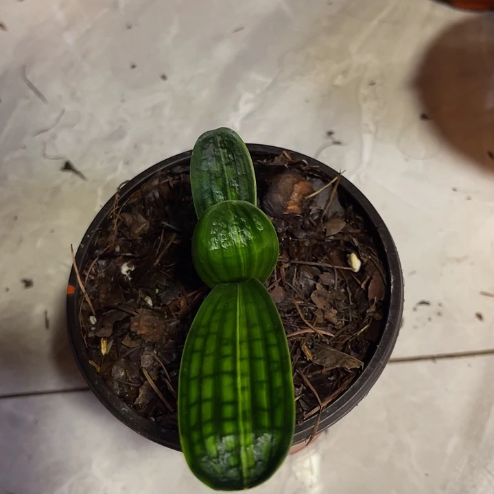 完全开放嘛彩微短