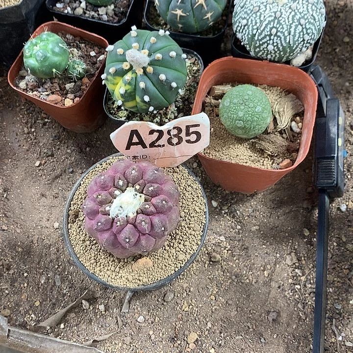 龙**。33333333333333333