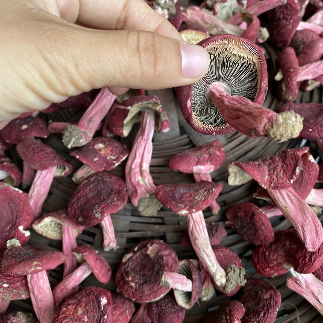 【第三批红菇】福建三明宁化本地红菇
