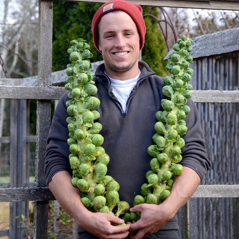 当季爆品秋播孢子甘蓝新种蔬菜种子籽简单种植厂家封装非进口种子