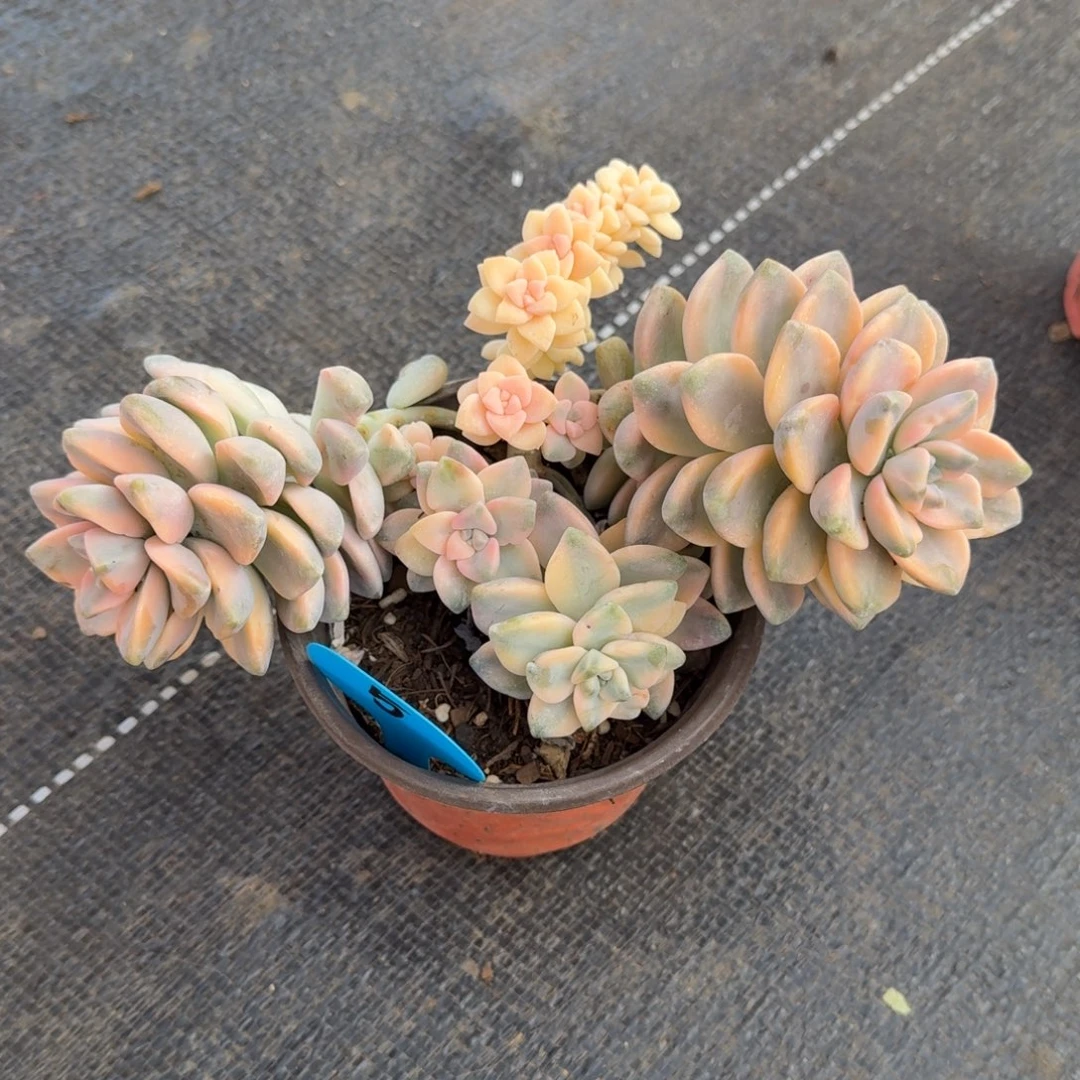 妍***妍美杏锦锦上园艺一物一拍