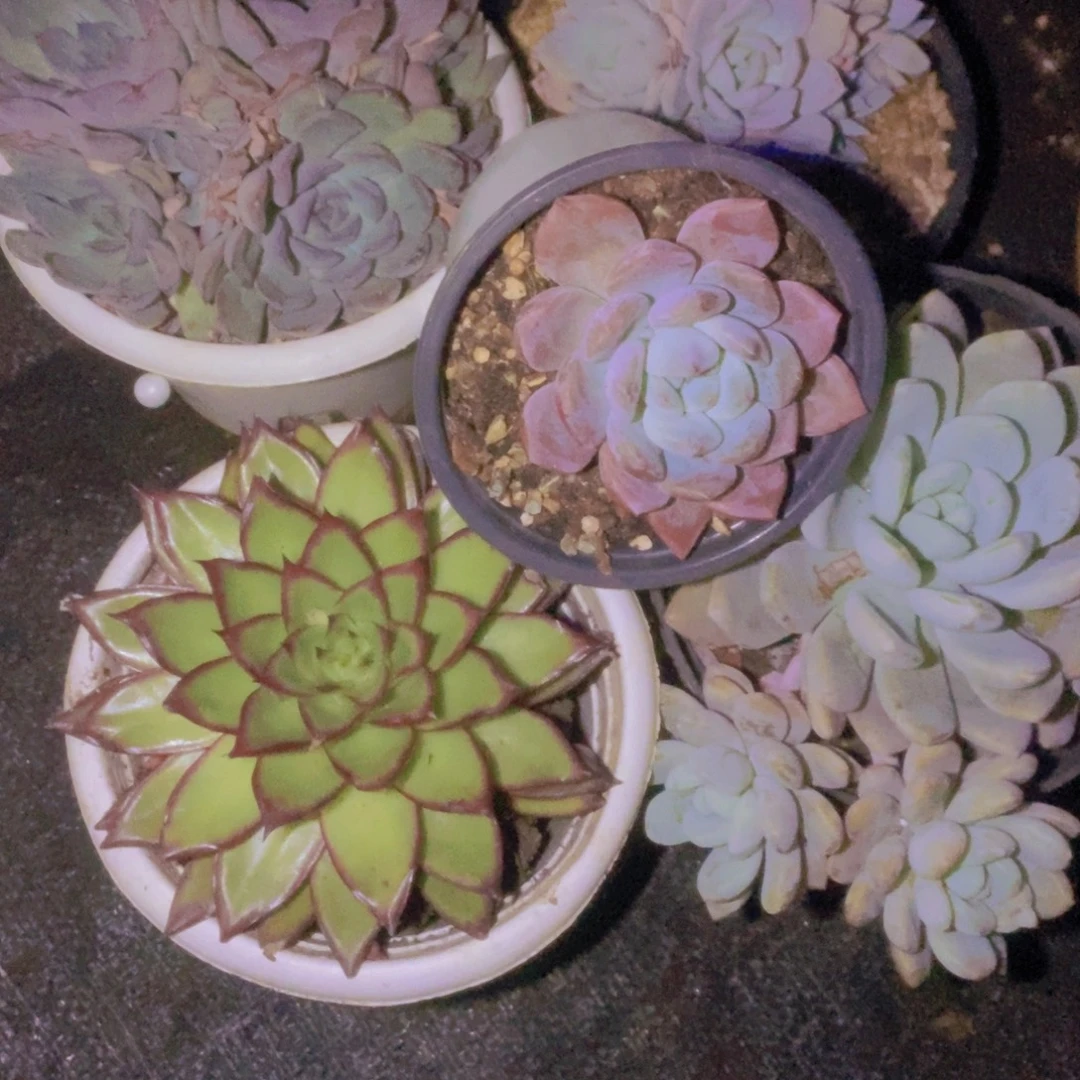 紫***绿箱拍一单包邮一单