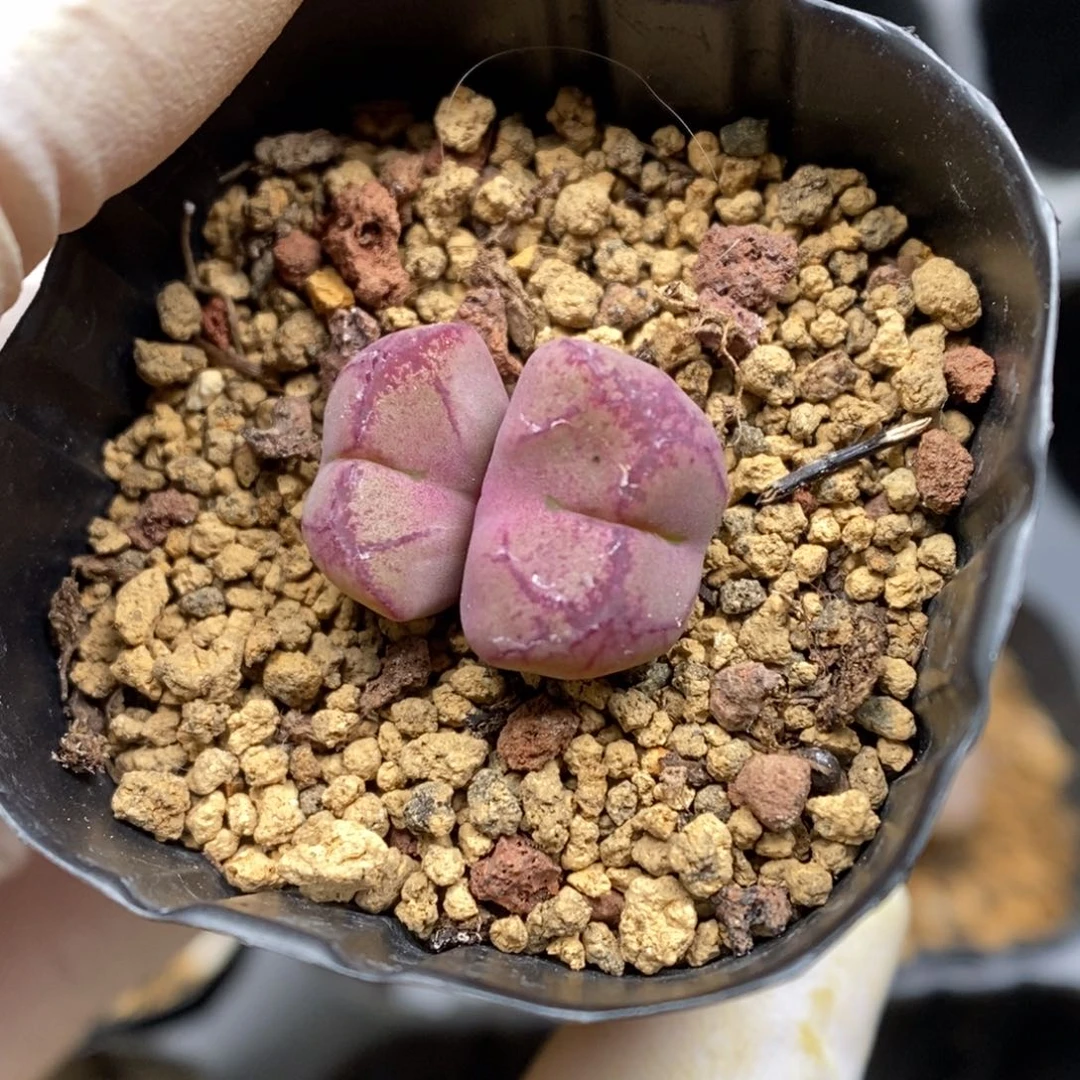 多肉植物肉锥杂交K-3976