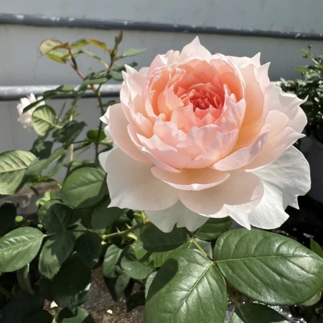 莫妮卡戴维 粉色大花 月季花苗 带花苞发货 多季开花浓香花卉绿植