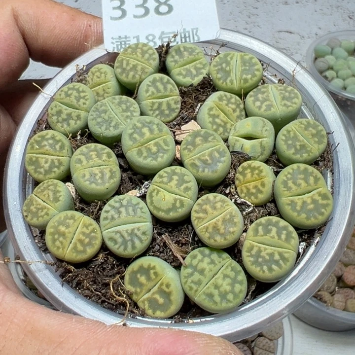 【闪购商品】 338。
