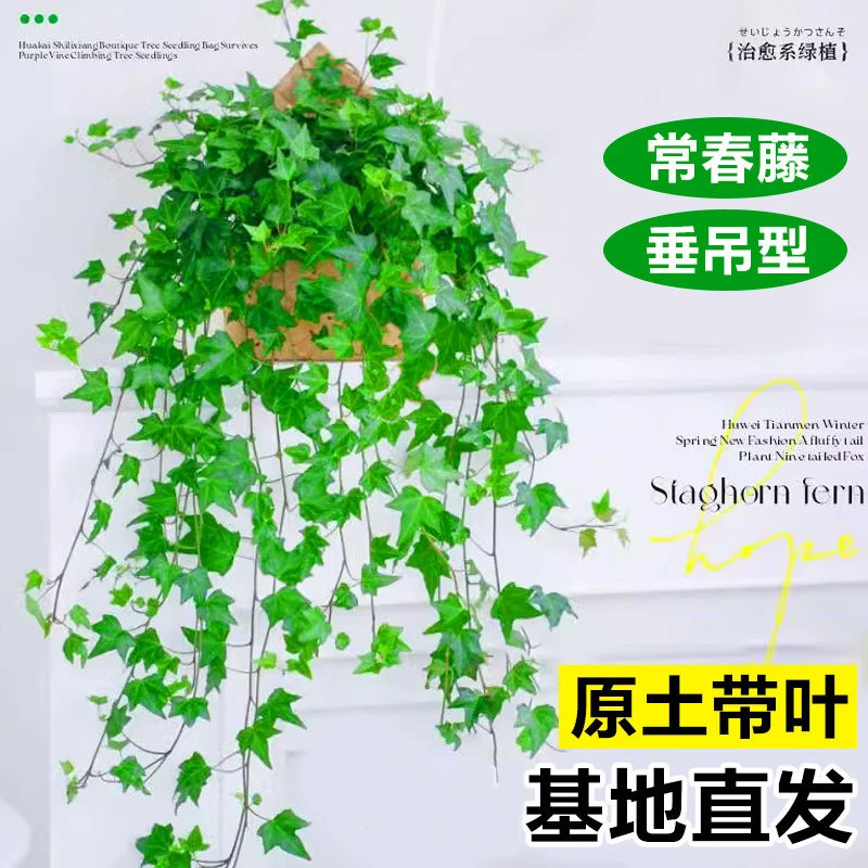 【枫叶】常春藤吊篮四季常青好养易活长藤盆栽客厅阳台绿植净化空气