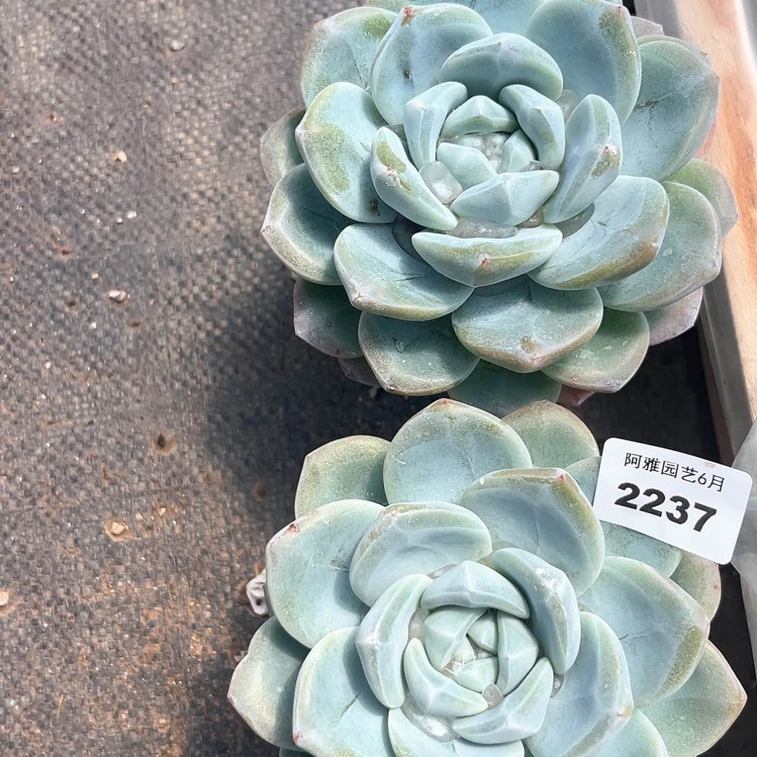 阿雅园艺。   2237