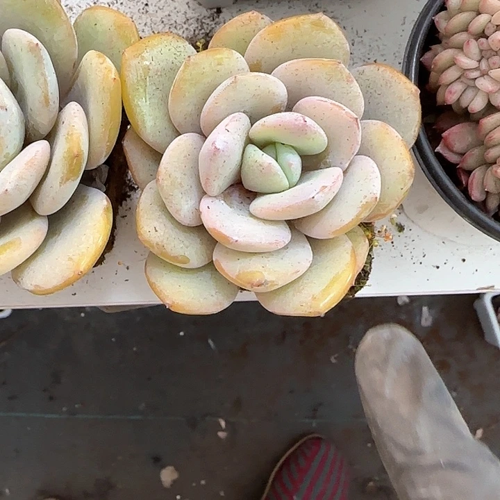 青蛙王子儿童牙膏111